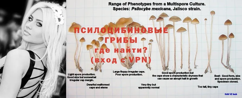 кракен вход  купить  сайты  Дятьково  Галлюциногенные грибы GOLDEN TEACHER 